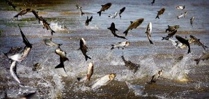 It's a grim warning about Asian carp.